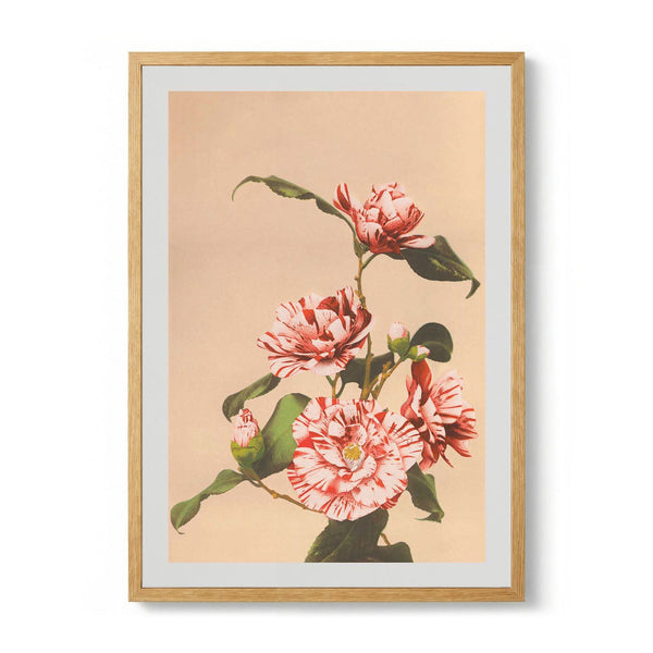 Striped Camellias door Ogawa Kazumasa