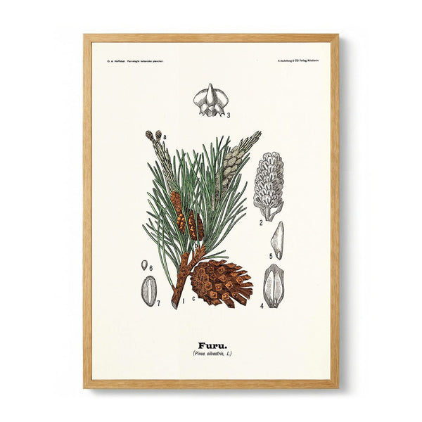 Furu - Pinus silvestris L. di Olaf Alfred Hoffstad