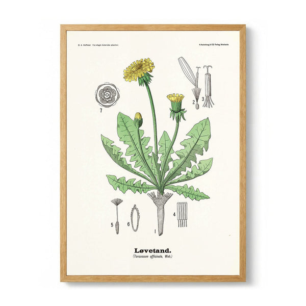 Løvetand - Taraxacum officinale Web. di Olaf Alfred Hoffstad