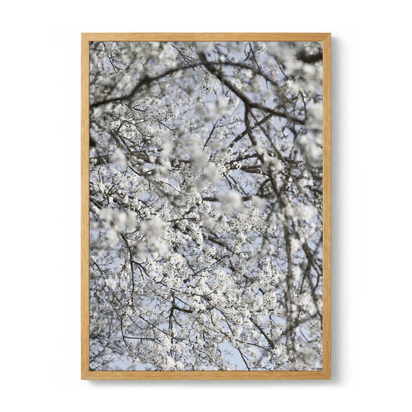 White Blossoms Bright Sky by Mareike Bohmer