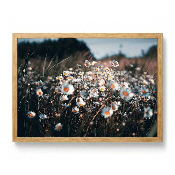 Daisy Field Glow by Aimee Giles