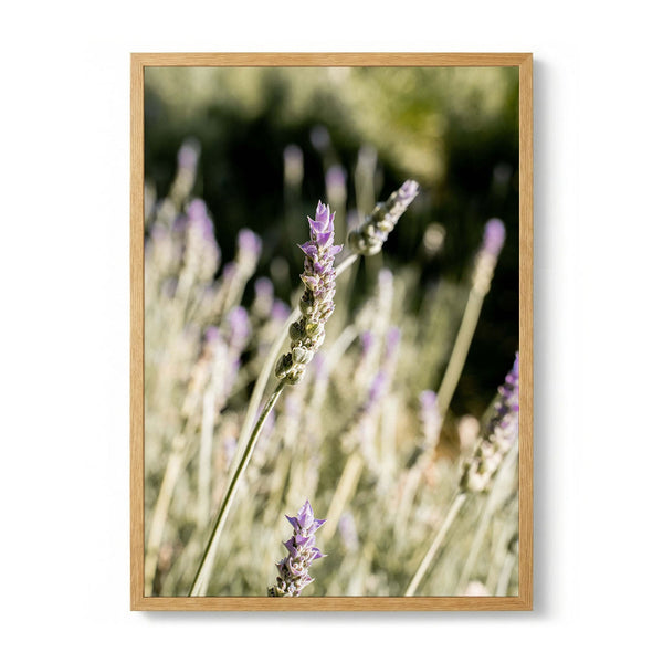 Purple Lavender Bloom by Henrike Schenk
