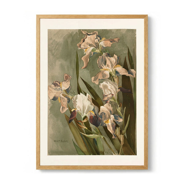 Study of Iris by Elizabeth F Parker