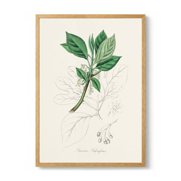 Sassafras (laurus Sassafras) Medical Botany by John Stephenson and