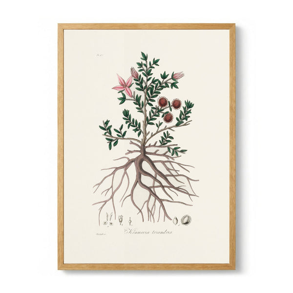Rhatany (krameria Triandrea) Medical Botany by John Stephenson and
