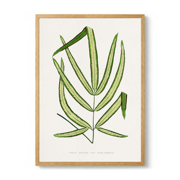 Pteris Cretica Leaf Illustration by Les Plantes a