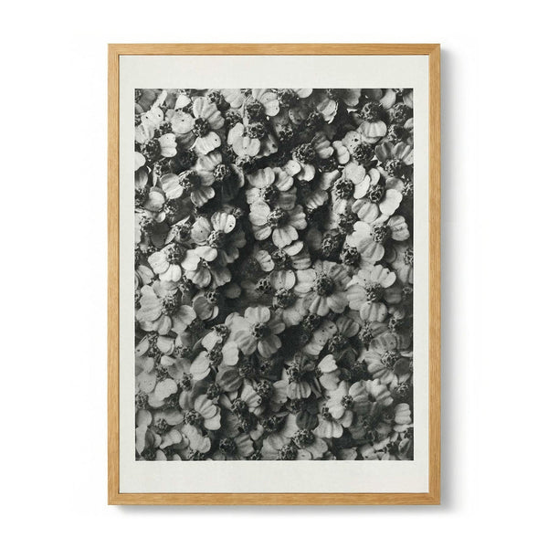 Karl Blossfeldt Photogravure Nr 68