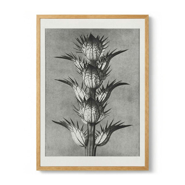 Karl Blossfeldt Photogravure Nr 101
