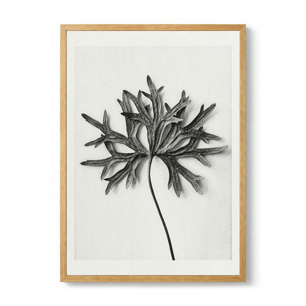 Karl Blossfeldt Photogravure Nr 103