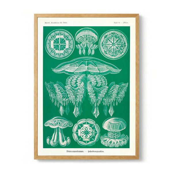Discomedusae Green Jellyfish by Ernst Haeckel with borders