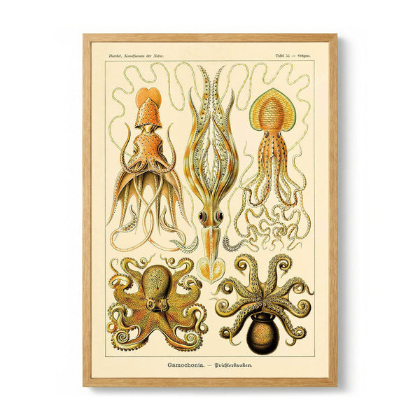 Gamochonia by Ernst Haeckel