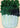 Abstract Green Houseplant by cartissi - Kuriosis Fine Art GmbH