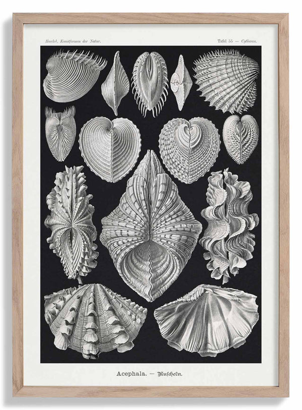 Acephala door Ernst Haeckel