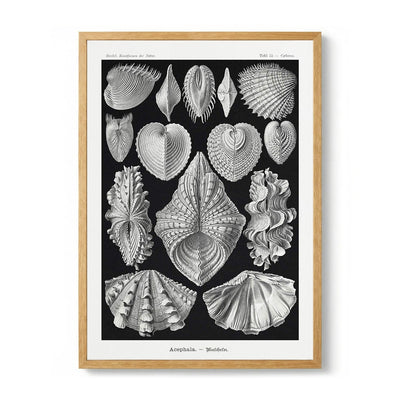 Acephala by Ernst Haeckel
