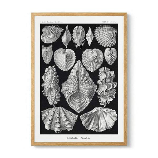 Acephala by Ernst Haeckel