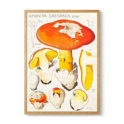 amanita caesarea scop by Hans E. Walty