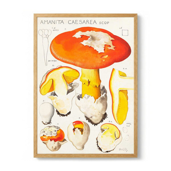 amanita caesarea scop by Hans E. Walty