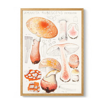Amanita rubescens Persoon  by Hans E. Walty