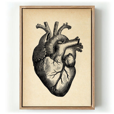 Anatomical Heart