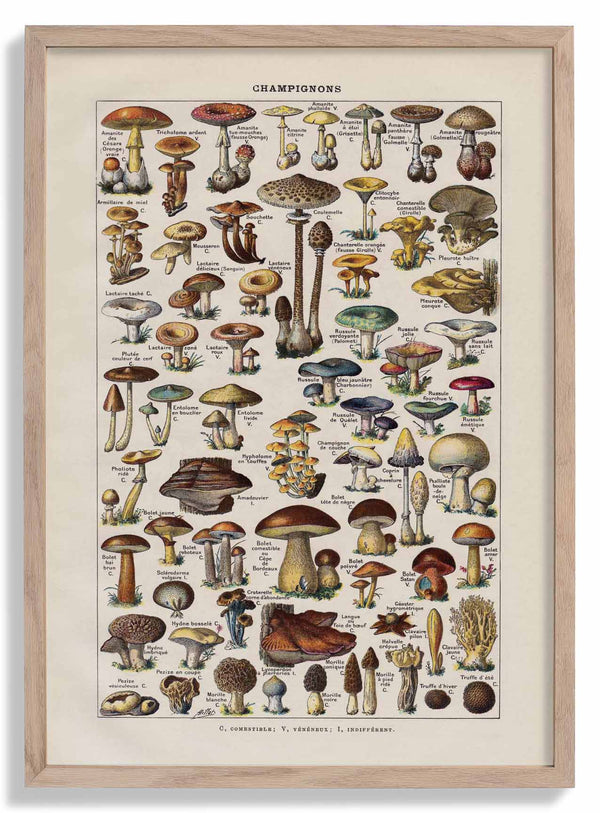 Antique Champignon by Adolphe Millot