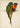 Antique Colorful Parrots - Kuriosis Fine Art GmbH