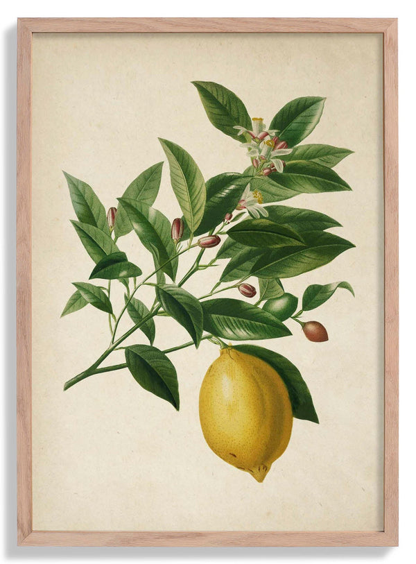 Antique Lemon
