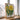 Balsamroot From North American Wildflowers (1925) By Mary Vaux Walcott by Mary Vaux Walcott - Kuriosis Fine Art GmbH