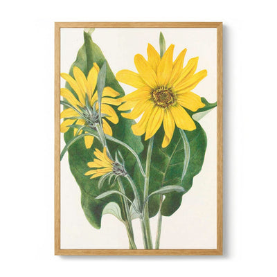 Balsamroot From North American Wildflowers (1925) By Mary Vaux Walcott di Mary Vaux Walcott