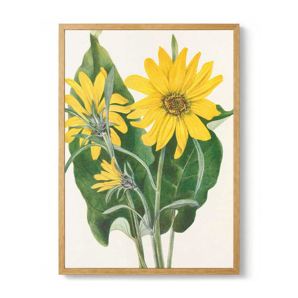 Balsamroot From North American Wildflowers (1925) By Mary Vaux Walcott by Mary Vaux Walcott