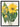 Balsamroot From North American Wildflowers (1925) By Mary Vaux Walcott by Mary Vaux Walcott - Kuriosis Fine Art GmbH