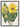 Balsamroot From North American Wildflowers (1925) By Mary Vaux Walcott by Mary Vaux Walcott - Kuriosis Fine Art GmbH