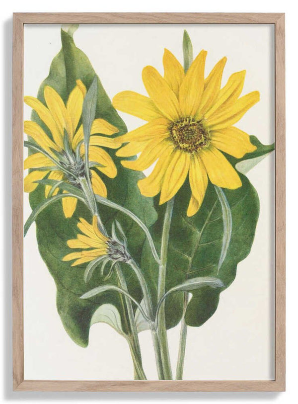 Balsamroot From North American Wildflowers (1925) By Mary Vaux Walcott di Mary Vaux Walcott