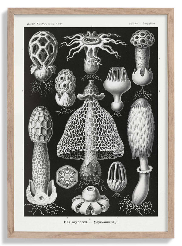 Basimycetes von Ernst Haeckel