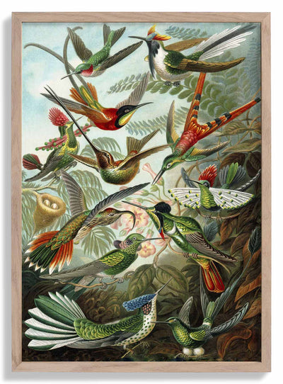 Birds of Paradise by Ernst Haeckel