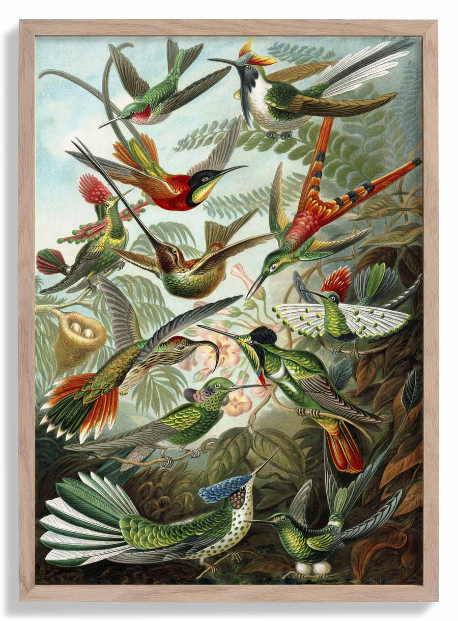 Birds of Paradise by Ernst Haeckel - Kuriosis Fine Art GmbH