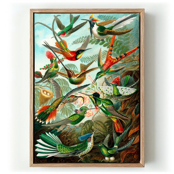 Birds of Paradise by Ernst Haeckel - Kuriosis Fine Art GmbH