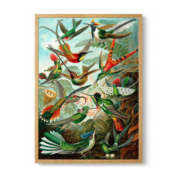 Birds of Paradise by Ernst Haeckel - Kuriosis Fine Art GmbH