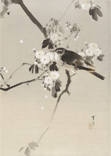 Birds on a Flowering Branch (1887) by WANTANABE SEITEI - Kuriosis Fine Art GmbH