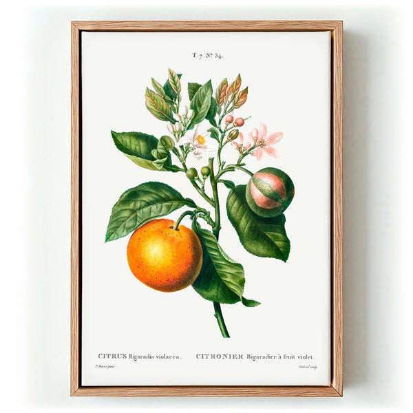 Bitterorangenblüte - Leinwandbild von Kuriosis Fine Art