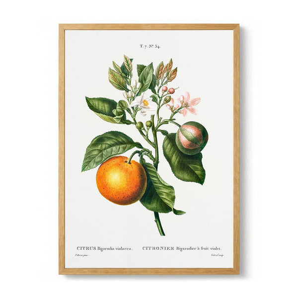 Bitter Orange Flower - Kuriosis Fine Art GmbH