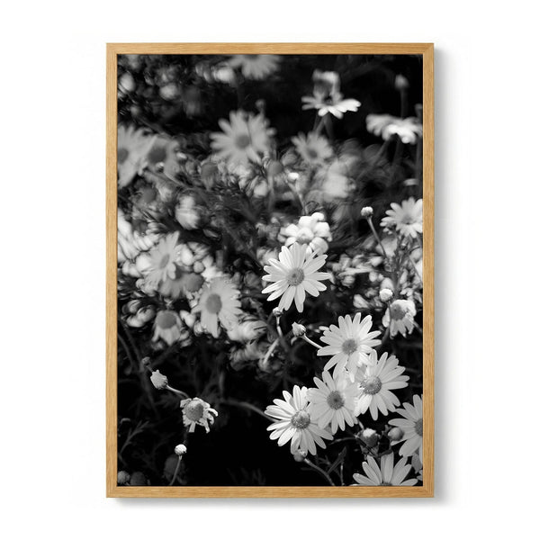 Black And White Daisies by Henrike Schenk