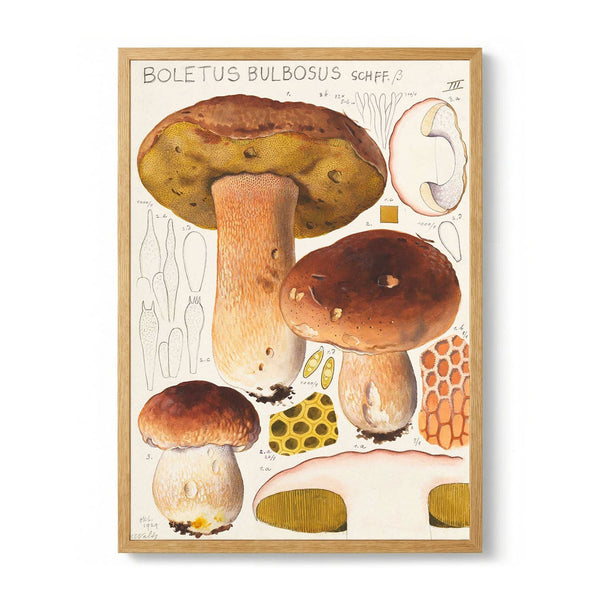 Boletus bulbosus by Hans E. Walty