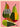 Colorful Pears Still Life by Flow - Kuriosis Fine Art GmbH