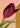 Crimson Tulip Corner by XHOZUCAN - Kuriosis Fine Art GmbH