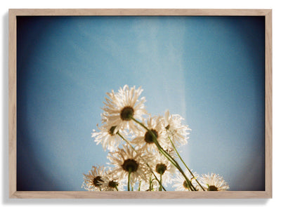 Daisies, Selsey 1 door Sophie Robinson