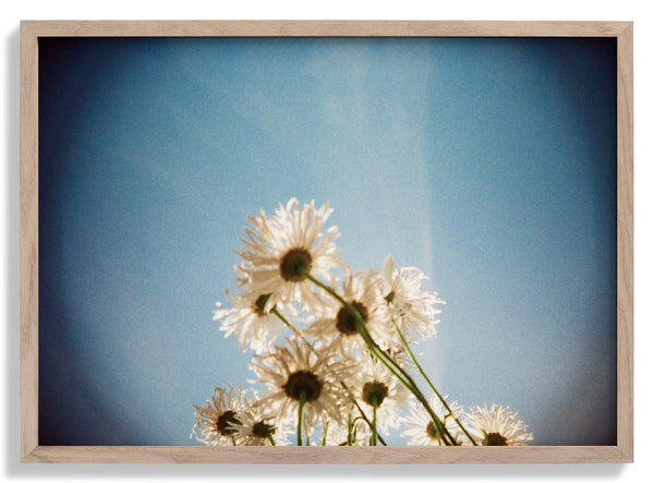 Daisies, Selsey 1 von Sophie Robinson