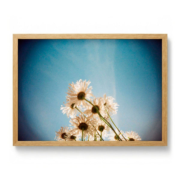 Daisies, Selsey 1 par Sophie Robinson