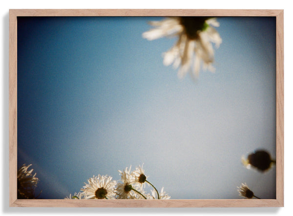 Daisies, Selsey 2 von Sophie Robinson
