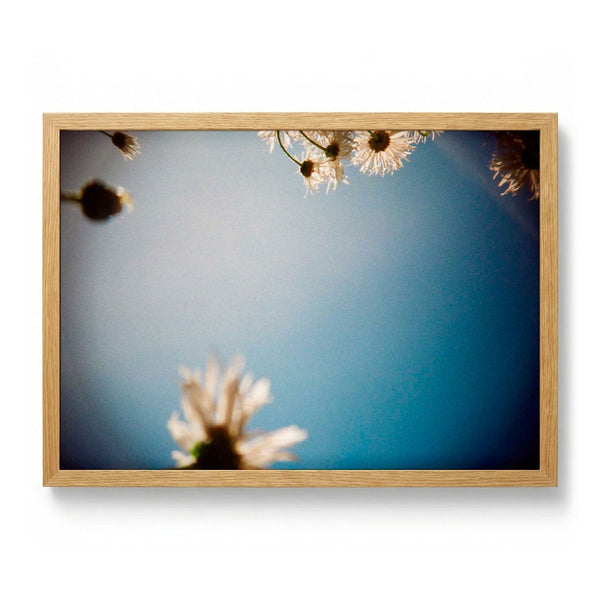 Daisies, Selsey 2 par Sophie Robinson