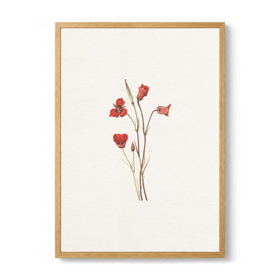 Delicate Red Blooms de Wild Violets